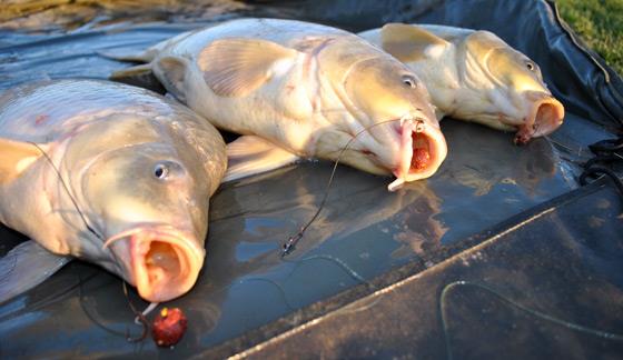 peste mare - crapi-mari.jpg